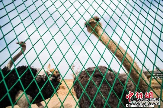 据了解，次引进的这批鸵鸟，将作为敦煌生态农业和美丽乡村观光旅游的一个新项目，有效促进当地乡村旅游的发展。　王斌银　摄