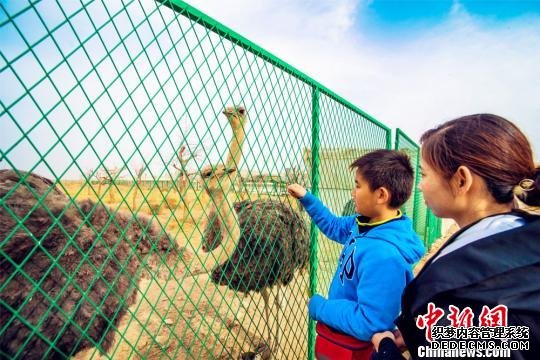 鸵鸟在西北地区并不多见，它高大威猛的形象，引起了敦煌民众及游客的极大兴趣。　王斌银　摄